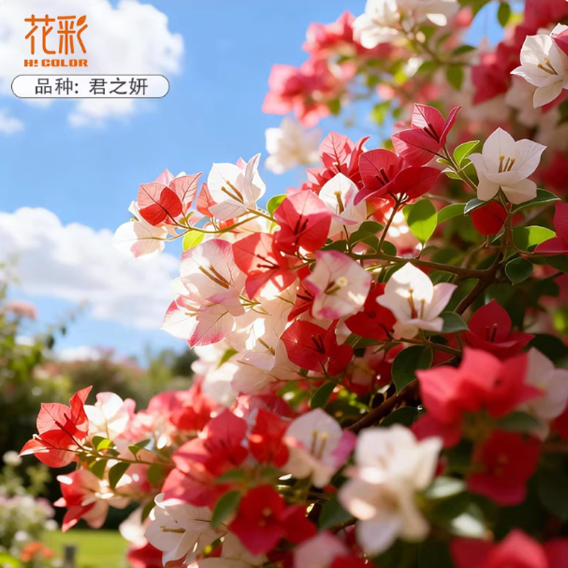 三角梅新品